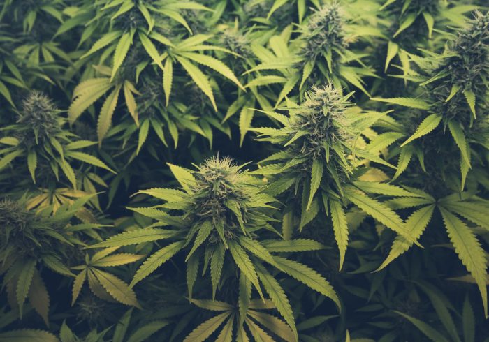 Understanding Indica, Sativa, and Hybrid Cannabis Strains