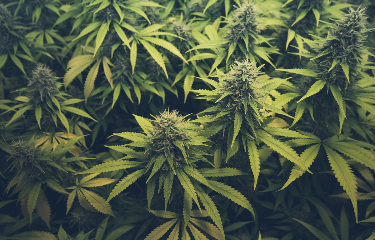 Understanding Indica, Sativa, and Hybrid Cannabis Strains